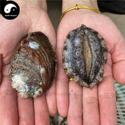 Dried Abalone, Seafood 鲍鱼 Bao Yu-Health Wisdom™