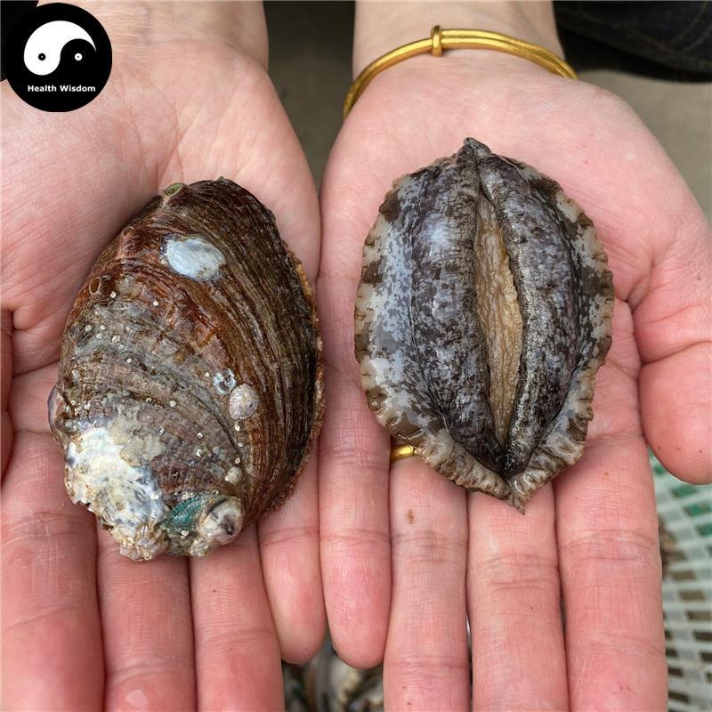 Dried Abalone, Seafood 鲍鱼 Bao Yu-Health Wisdom™
