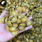 Dried Abalone, Seafood 鲍鱼 Bao Yu-Health Wisdom™