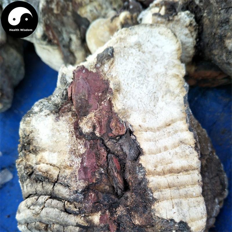 Dried Fomitopsis Officinalis, Mushroom Ku Bai Ti 苦白蹄-Health Wisdom™