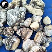 Dried Fomitopsis Officinalis, Mushroom Ku Bai Ti 苦白蹄-Health Wisdom™