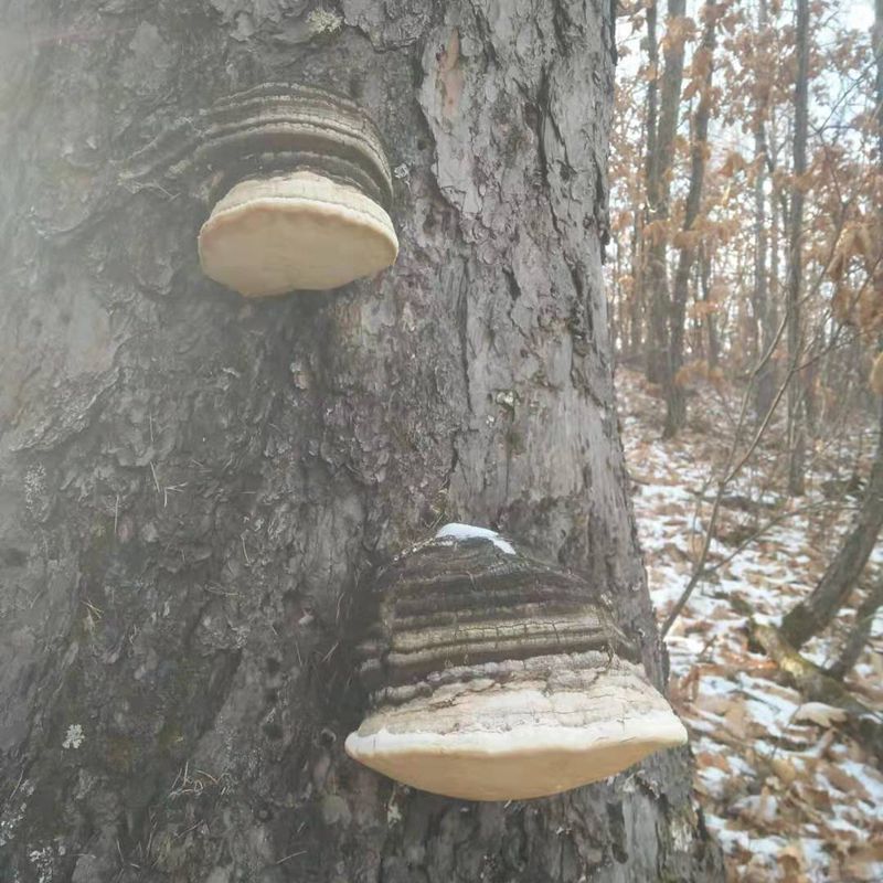 Dried Fomitopsis Officinalis, Mushroom Ku Bai Ti 苦白蹄-Health Wisdom™