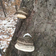 Dried Fomitopsis Officinalis, Mushroom Ku Bai Ti 苦白蹄-Health Wisdom™