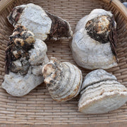 Dried Fomitopsis Officinalis, Mushroom Ku Bai Ti 苦白蹄-Health Wisdom™