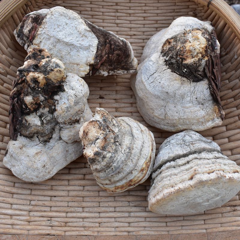 Dried Fomitopsis Officinalis, Mushroom Ku Bai Ti 苦白蹄-Health Wisdom™