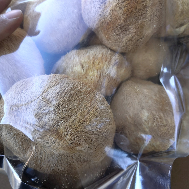 Dried Hericium Erinaceus, Lion's Mane Mushroom, Yamabushitake, Hou Tou Gu 猴头菇-Health Wisdom™