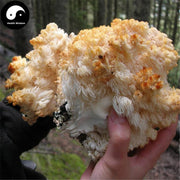 Dried Hericium Erinaceus, Lion's Mane Mushroom, Yamabushitake, Hou Tou Gu 猴头菇-Health Wisdom™