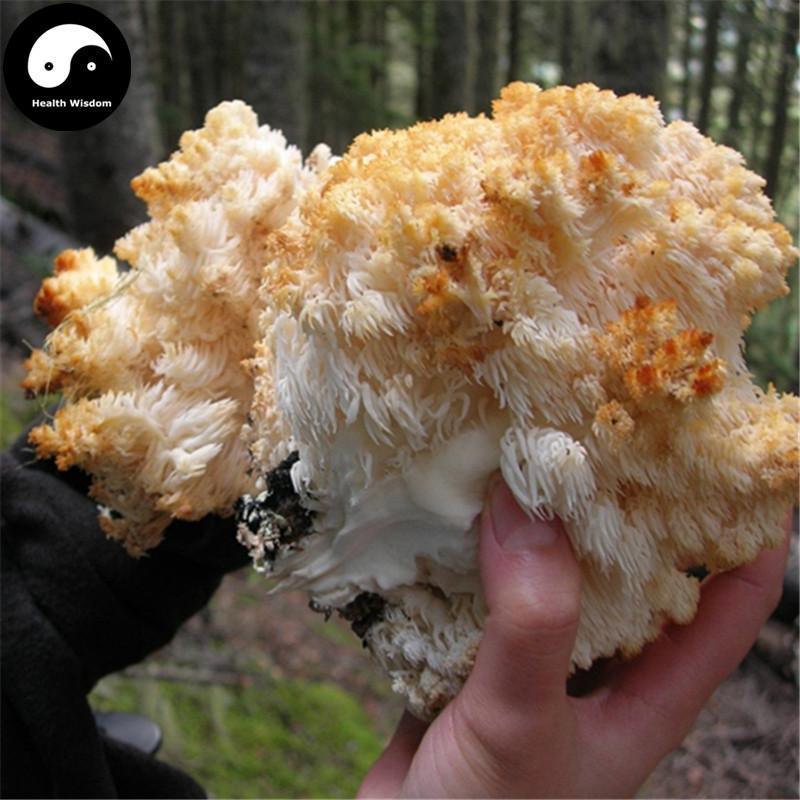 Dried Hericium Erinaceus, Lion's Mane Mushroom, Yamabushitake, Hou Tou Gu 猴头菇-Health Wisdom™