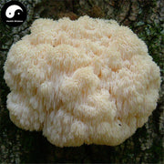 Dried Hericium Erinaceus, Lion's Mane Mushroom, Yamabushitake, Hou Tou Gu 猴头菇-Health Wisdom™