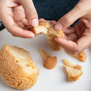 Dried Hericium Erinaceus, Lion's Mane Mushroom, Yamabushitake, Hou Tou Gu 猴头菇-Health Wisdom™