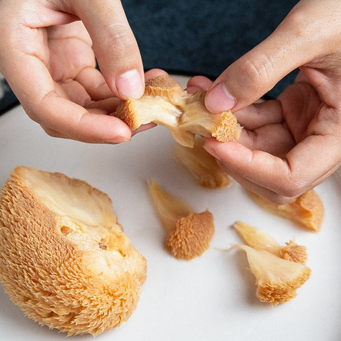 Dried Hericium Erinaceus, Lion's Mane Mushroom, Yamabushitake, Hou Tou Gu 猴头菇-Health Wisdom™