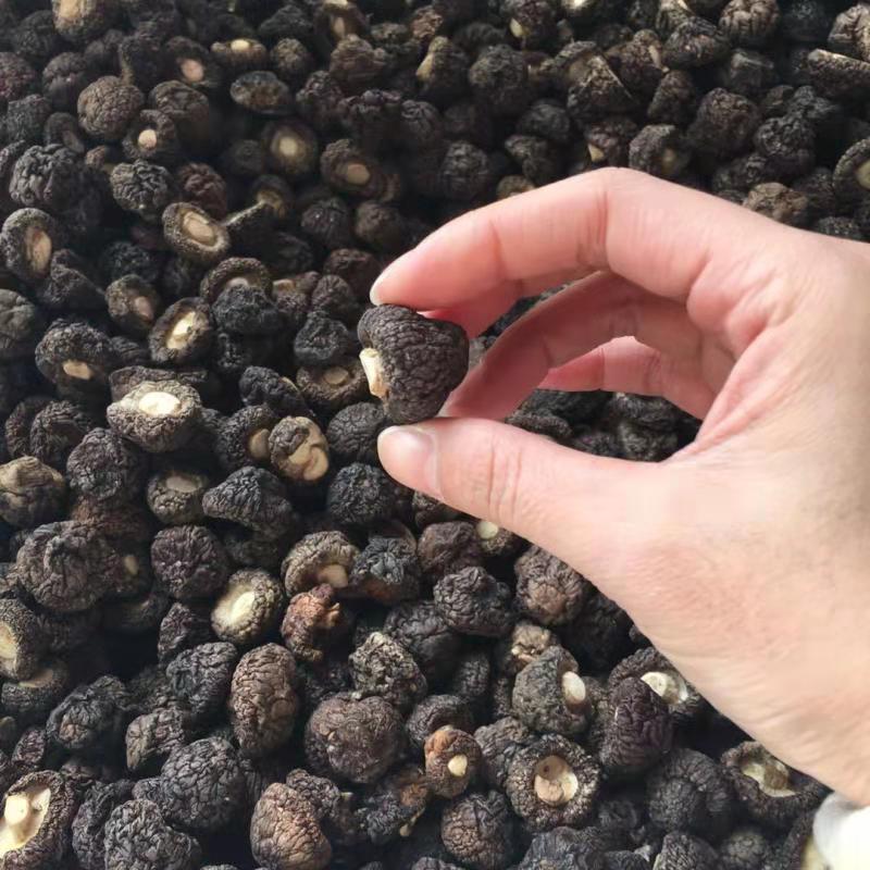 Dried Lentinan Mushroom, Chinese Shiitake Mushroom, Xiao Jin Qian Gu 小金钱菇 Xiang Gu 香菇-Health Wisdom™
