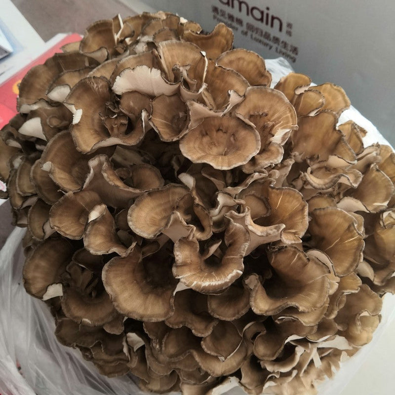Dried Mushroom Maitake, Grifola Frondosa, Dancing Mushroom, Hui Shu Hua 灰树花, Wu Rong 舞茸-Health Wisdom™