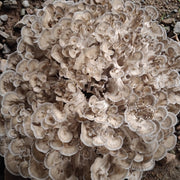 Dried Mushroom Maitake, Grifola Frondosa, Dancing Mushroom, Hui Shu Hua 灰树花, Wu Rong 舞茸-Health Wisdom™