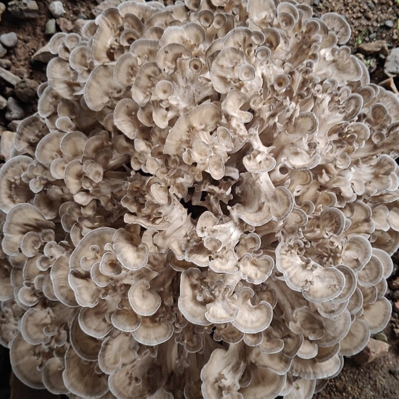 Dried Mushroom Maitake, Grifola Frondosa, Dancing Mushroom, Hui Shu Hua 灰树花, Wu Rong 舞茸-Health Wisdom™