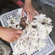 Dried Mushroom Maitake, Grifola Frondosa, Dancing Mushroom, Hui Shu Hua 灰树花, Wu Rong 舞茸-Health Wisdom™
