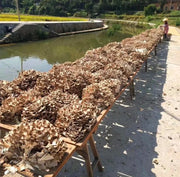 Dried Mushroom Maitake, Grifola Frondosa, Dancing Mushroom, Hui Shu Hua 灰树花, Wu Rong 舞茸-Health Wisdom™