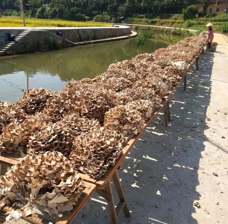 Dried Mushroom Maitake, Grifola Frondosa, Dancing Mushroom, Hui Shu Hua 灰树花, Wu Rong 舞茸-Health Wisdom™