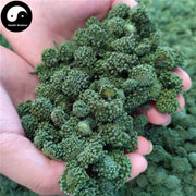 Dried Notoginseng Flower, Pseudoginseng Flowers Tea, San Qi, Tian Qi Hua Cha 田七花茶-Health Wisdom™