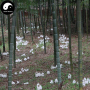 Dried Phallus Indusiatus, Stinkhorn Mushroom, Bamboo Fungus, 竹荪 Zhu Sun-Health Wisdom™