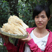 Dried Phallus Indusiatus, Stinkhorn Mushroom, Bamboo Fungus, 竹荪 Zhu Sun-Health Wisdom™