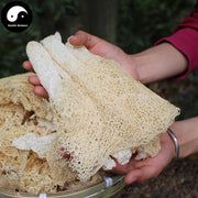 Dried Phallus Indusiatus, Stinkhorn Mushroom, Bamboo Fungus, 竹荪 Zhu Sun-Health Wisdom™