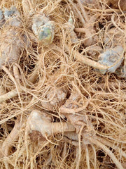Dried Radix Notoginseng, Pseudoginseng Root Slices, Tian Qi, San Qi 田七根-Health Wisdom™