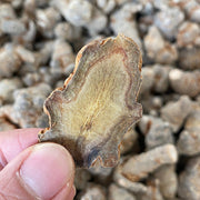 Dried Radix Notoginseng, Pseudoginseng Root Slices, Tian Qi, San Qi 田七根-Health Wisdom™