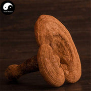 Dried Reishi Mushroom, Chinese Ganoderma Lucidum Tea, Ling Zhi 灵芝-Health Wisdom™