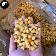 Dried Scallop, Seafood Chlamys Gan Bei 干贝, Yao Zhu 瑶柱, Yuan Bei 元贝, Shan Bei 扇贝-Health Wisdom™