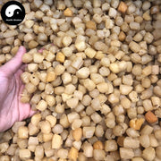 Dried Scallop, Seafood Chlamys Gan Bei 干贝, Yao Zhu 瑶柱, Yuan Bei 元贝, Shan Bei 扇贝-Health Wisdom™