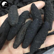 Dried Sea Cucumber, Seafood Hai Shen 海参-Health Wisdom™