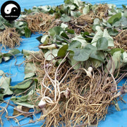 Du Heng 杜衡, Herba Asari Forbesii, Forbes Wildginger Herb, Tu Xi Xin, Du Kui-Health Wisdom™