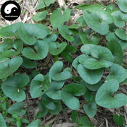Du Heng 杜衡, Herba Asari Forbesii, Forbes Wildginger Herb, Tu Xi Xin, Du Kui-Health Wisdom™