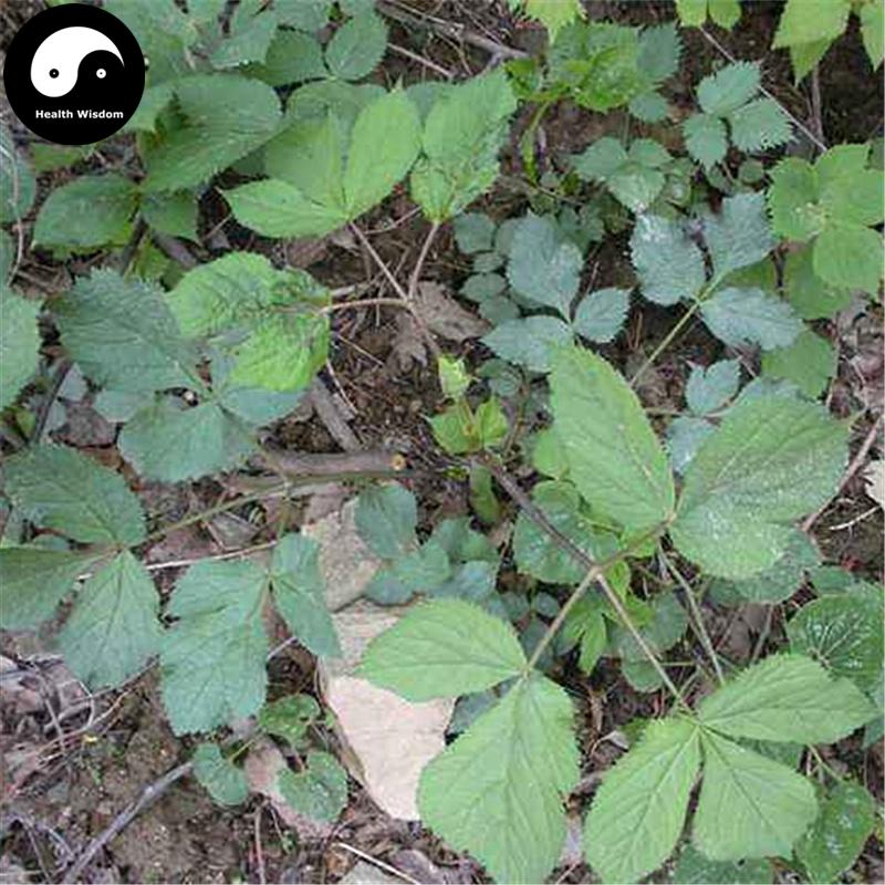 Du Huo 獨活, Radix Angelicae Pubescentis, Pubescent Angelica Root-Health Wisdom™