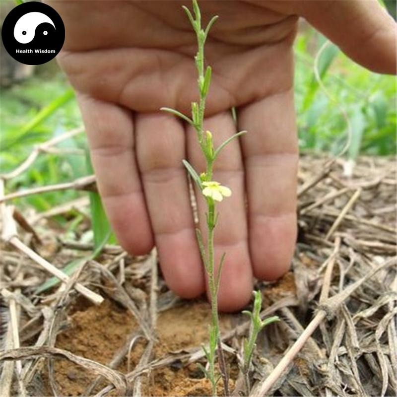 Du Jiao Jin 独脚金, Herba Striga Asiatica, Du Jiao Gan, Gan Ji Cao-Health Wisdom™