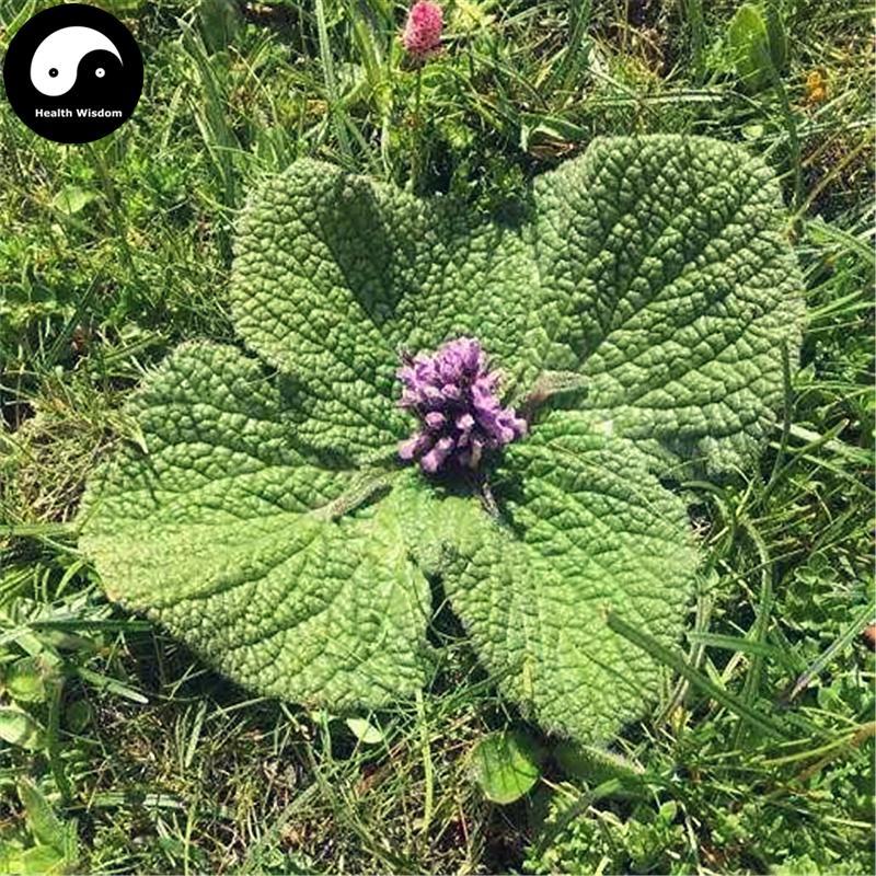 Du Yi Wei 獨壹味, Herba Lamiophlomis, Lamiophlomis Rotata, Da Bu Ba-Health Wisdom™