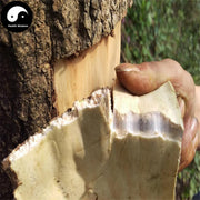 Du Zhong Pi 杜仲皮, Cortex Eucommiae Ulmoides, Eucommia Bark-Health Wisdom™