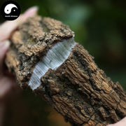 Du Zhong Pi 杜仲皮, Cortex Eucommiae Ulmoides, Eucommia Bark-Health Wisdom™