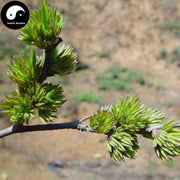 Du Zhong Xiong Hua 杜仲雄花, Male Flower Of Eucommiae Ulmoides, Rare Gutta Flower Tea-Health Wisdom™