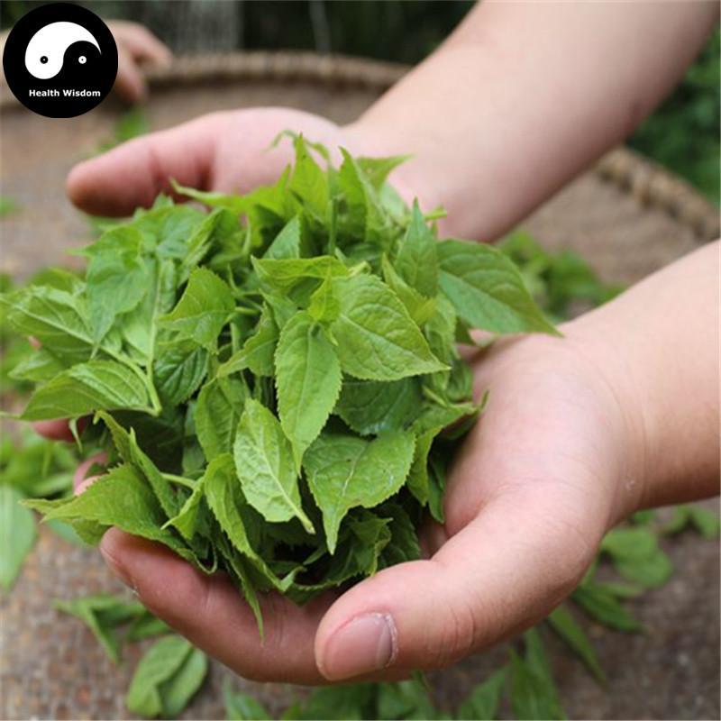 Du Zhong Ye Cha 杜仲葉茶, Folium Eucommiae Ulmoides, Gutta Leaf Tea-Health Wisdom™