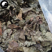 Du Zhong Ye 杜仲葉, Folium Eucommiae Ulmoides, Gutta Leaf-Health Wisdom™