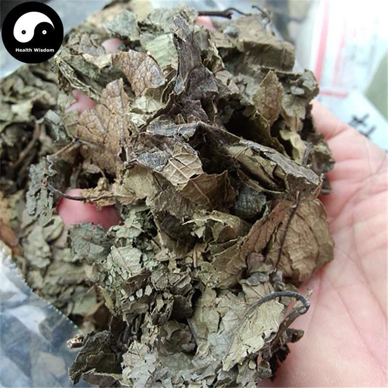 Du Zhong Ye 杜仲葉, Folium Eucommiae Ulmoides, Gutta Leaf-Health Wisdom™