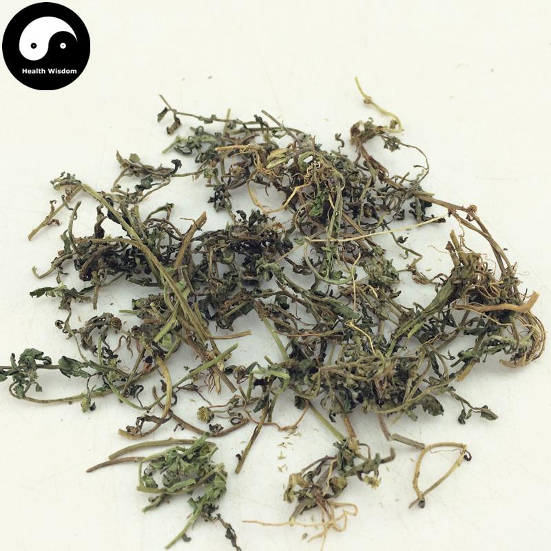 E Bu Shi Cao 鵝不食草, Small Centipeda Herb, Herba Centipedae-Health Wisdom™
