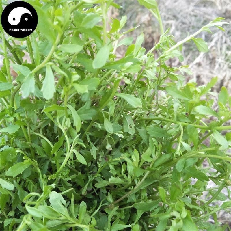 E Bu Shi Cao 鵝不食草, Small Centipeda Herb, Herba Centipedae-Health Wisdom™