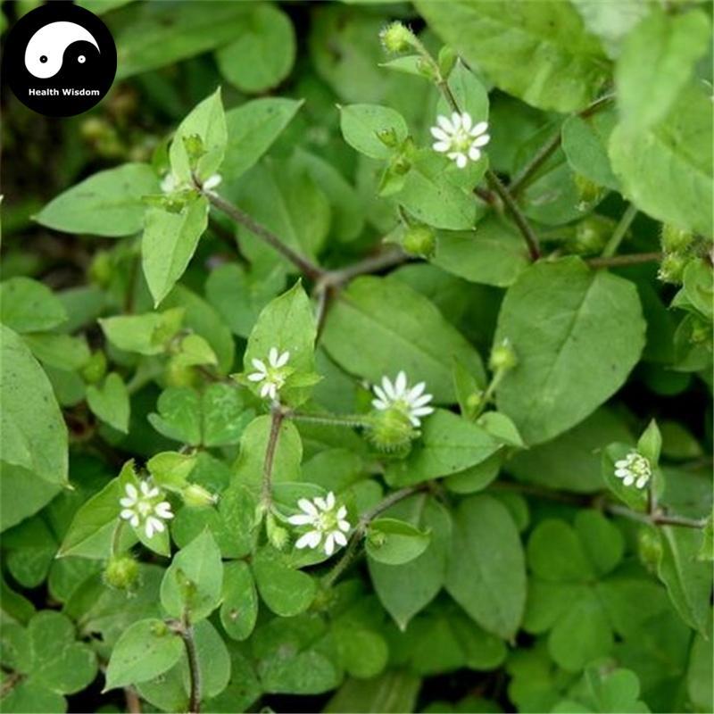 E Chang Cao 鵝腸草, Aquatic Malachium Herb, Herba Malachii Aquatici-Health Wisdom™