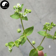E Chang Cao 鵝腸草, Aquatic Malachium Herb, Herba Malachii Aquatici-Health Wisdom™