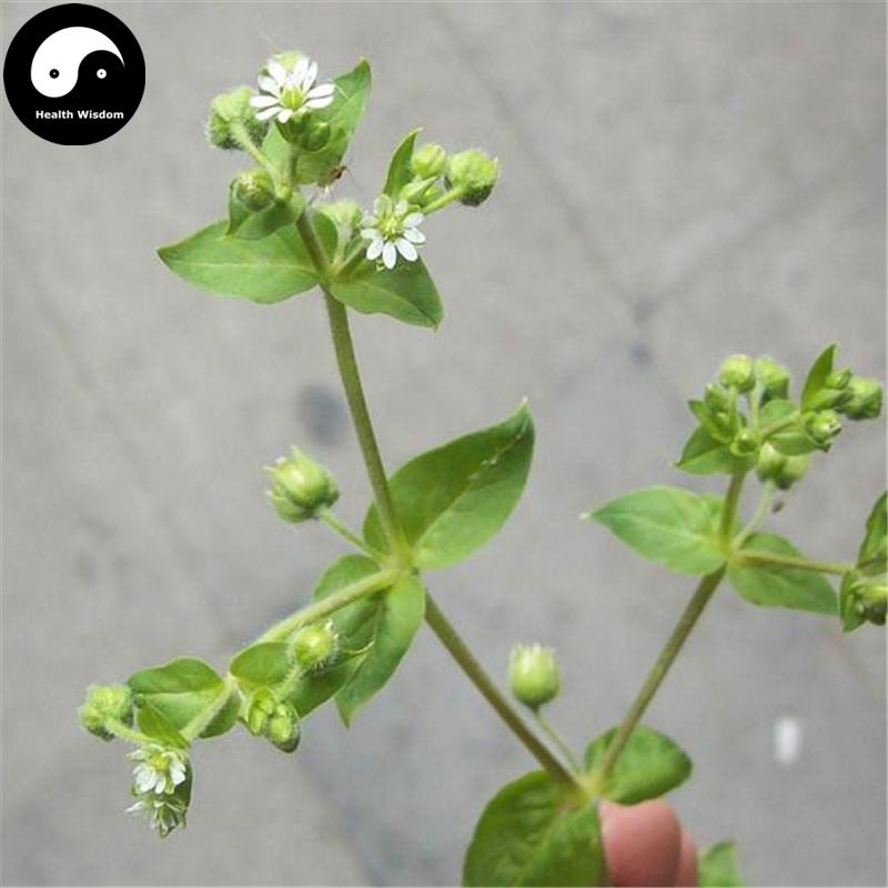 E Chang Cao 鵝腸草, Aquatic Malachium Herb, Herba Malachii Aquatici-Health Wisdom™