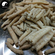 E Guan Shi 鵝管石, Coral Skeleton, Stalactite-Health Wisdom™