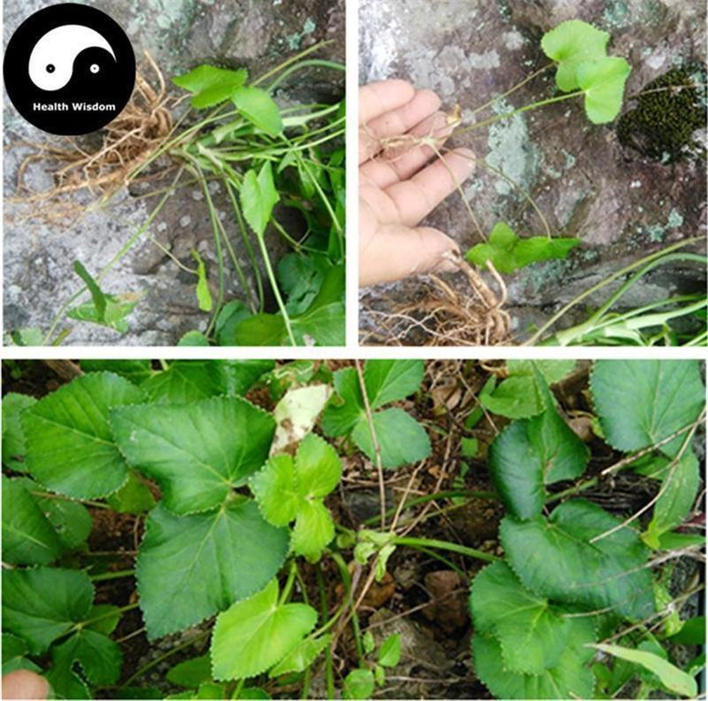 E Jiao Ban 鵝腳板, Diversifolious Pimpinella Herb, Yi Ye Hui Qin-Health Wisdom™